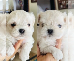Maltipoo Puppy for sale in EASTVALE, CA, USA