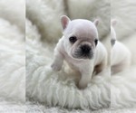 Small Photo #4 French Bulldog Puppy For Sale in WATER MILL, NY, USA