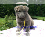 Small #3 German Shepherd Dog