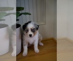 Small Photo #52 Australian Shepherd Puppy For Sale in GREER, SC, USA