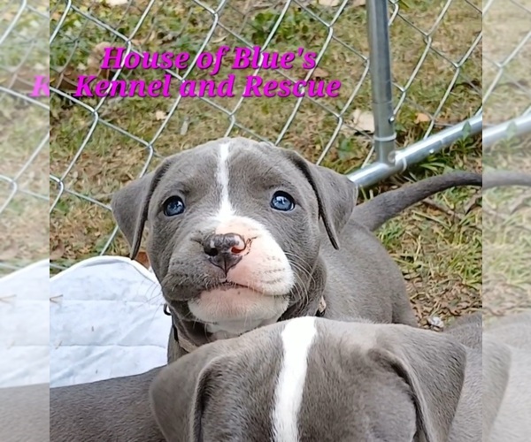Medium Photo #4 American Pit Bull Terrier Puppy For Sale in DELAWARE, OH, USA
