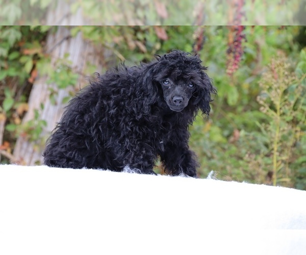 Medium Photo #15 Poodle (Toy) Puppy For Sale in DYERSBURG, TN, USA