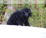 Small #14 Poodle (Toy)