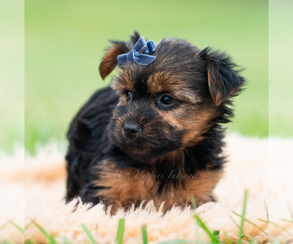 Medium Photo #5 Yorkshire Terrier Puppy For Sale in WARSAW, IN, USA