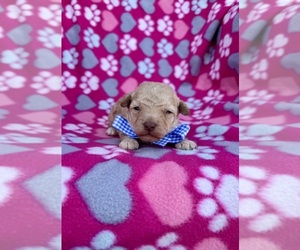 Cavapoo (Toy) Puppy for sale in JEFFERSONVILLE, IN, USA