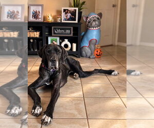 Freya Rose - Female Great Dane Dog for Adoption - Photo #5