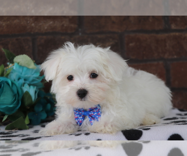 Medium Photo #4 Maltese Puppy For Sale in SHILOH, OH, USA
