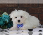 Small Photo #4 Maltese Puppy For Sale in SHILOH, OH, USA
