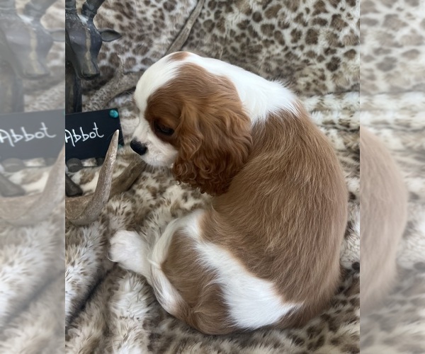 Medium Photo #7 Cavalier King Charles Spaniel Puppy For Sale in ABILENE, TX, USA