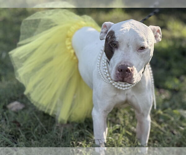 Medium Photo #3 American Pit Bull Terrier Puppy For Sale in La Vergne, TN, USA