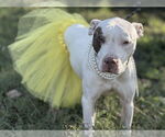 Small #2 American Pit Bull Terrier