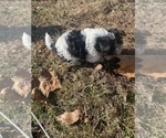 Small Photo #6 Biewer Terrier Puppy For Sale in CHATTANOOGA, TN, USA