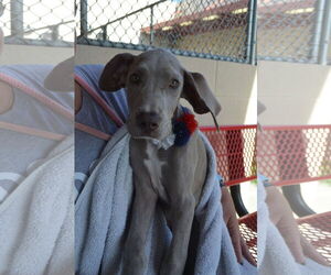 Great Dane-Unknown Mix Dogs for adoption in McKinney, TX, USA