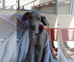 Small Great Dane Mix
