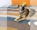 Small #9 German Shepherd Dog Mix