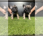 Small Photo #10 French Bulldog Puppy For Sale in LA MIRADA, CA, USA