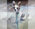 Small #7 Cavalier King Charles Spaniel Mix