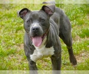 American Staffordshire Terrier-Unknown Mix Dogs for adoption in Tallahassee, FL, USA