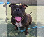 Small #1 Bulldog Mix