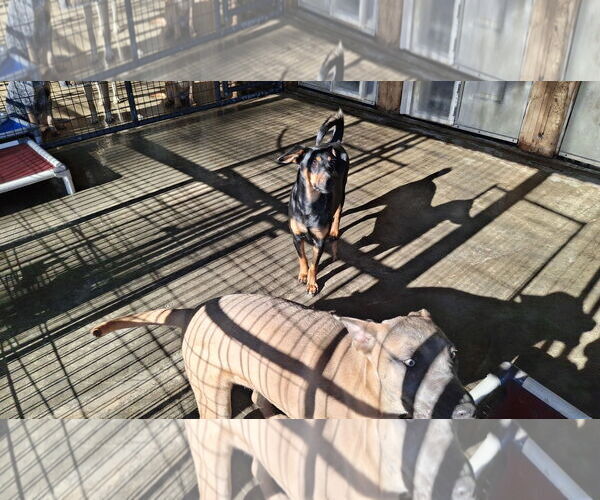 Medium Photo #3 Doberman Pinscher-Unknown Mix Puppy For Sale in Sebec, ME, USA