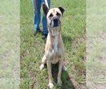 Small #1 German Shepherd Dog Mix