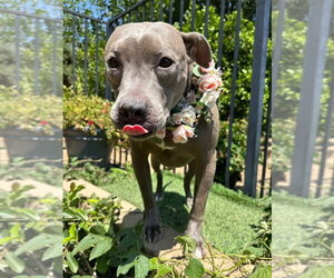 Harper - Female American Pit Bull Terrier-Unknown Mix Dog for Adoption - Photo #2