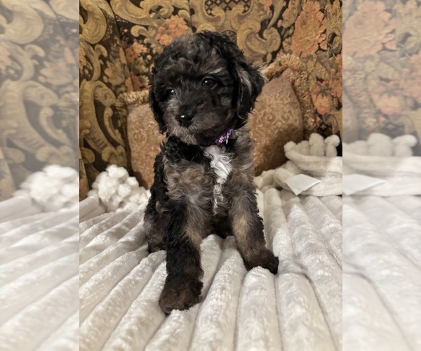 Medium Photo #1 Goldendoodle (Miniature) Puppy For Sale in PALMDALE, CA, USA