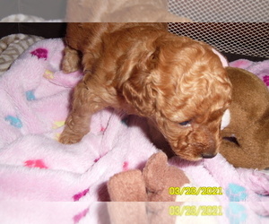 Poodle (Miniature) Puppy for sale in DULUTH, GA, USA