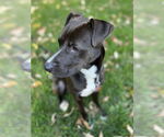 Small #1 Labrador Retriever Mix