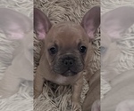 Small French Bulldog