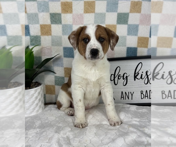 Medium Photo #3 Australian Cattle Dog Puppy For Sale in FRANKLIN, IN, USA