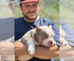 American Bully Puppy for sale in LENOX, MA, USA