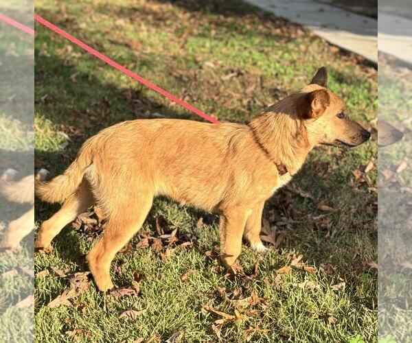 Medium Photo #2 Catahoula Leopard Dog-Unknown Mix Puppy For Sale in Yardley, PA, USA