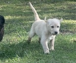 Small Photo #44 Labradoodle Puppy For Sale in KIRKSVILLE, MO, USA