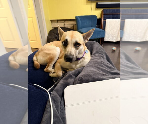 Medium Photo #6 Mutt Puppy For Sale in Banning, CA, USA