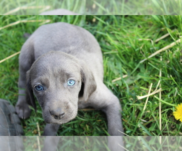 Medium Photo #4 Weimaraner Puppy For Sale in HEMLOCK, MI, USA