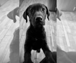 Small #4 Mutt