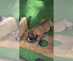 Small #2 Olde English Bulldogge