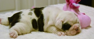 Bulldog Puppy for sale in LOUISVILLE, KY, USA