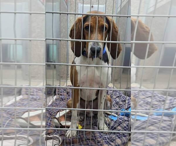 Medium Photo #2 Coonhound Puppy For Sale in Martinsburg, WV, USA