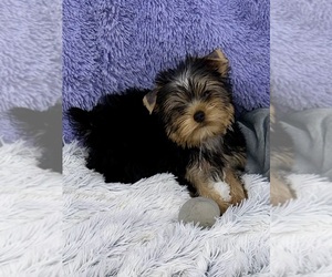 Yorkshire Terrier Puppy for sale in SANDY HOOK, KY, USA
