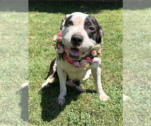 Medium Photo #13 American Pit Bull Terrier-Unknown Mix Puppy For Sale in Redlands, CA, USA