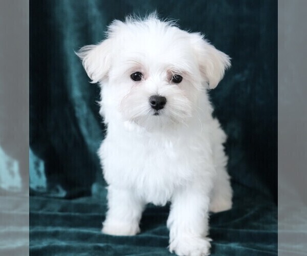 Medium Photo #12 Maltese Puppy For Sale in ROCK VALLEY, IA, USA