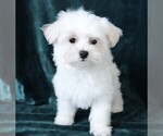 Small #11 Maltese
