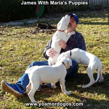Medium Photo #69 Dogo Argentino Puppy For Sale in PINEVILLE, MO, USA