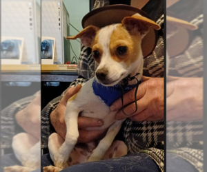 Chihuahua-Unknown Mix Dogs for adoption in Cranston, RI, USA