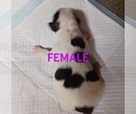 Small Photo #2 Saint Bernard Puppy For Sale in EDINBURG, PA, USA