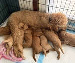 Small #8 Goldendoodle
