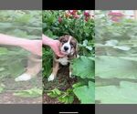 Small Photo #12 Bernese Mountain Dog-Caucasian Shepherd Dog Mix Puppy For Sale in STEVENS, PA, USA
