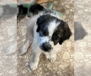 Pyredoodle Puppy for sale in PHOENIX, AZ, USA